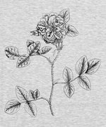 Botanist - Damask Rose