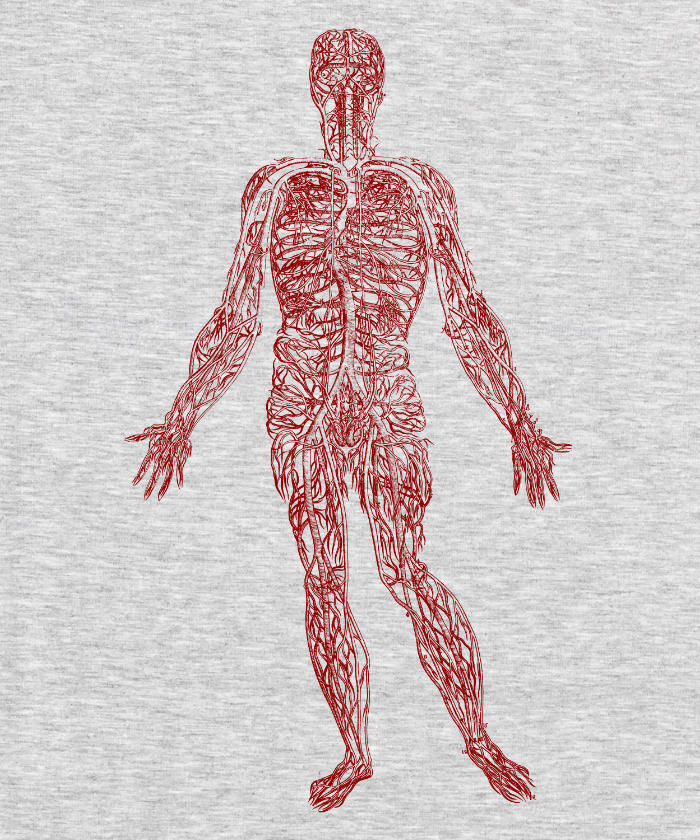 Anatomy - Arteries and Veins